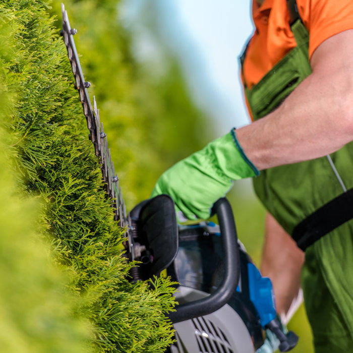 Taille de haie Argenteuil 95